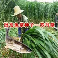 【Импорт Sudan Cao】/Jin