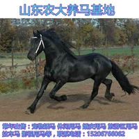 Лошадь для животных лошадей истинные лошади Детские лошади, лошади, живые боды, лошади, дабао -карлики, верховая езда Морге Большая Монгольская лошадь