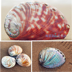 Морская раковина 进口稀有红色大鲍鱼壳15-16m天然海螺贝壳 收藏礼品摆件装饰实拍 Deep blue