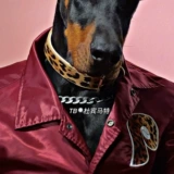 Оригинальная дикая собачья собачья узора в диком городе, любящий воротнич, средне -ориентированную собаку может быть заменена