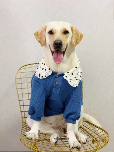 ПЭТ Осень и Зимняя одежда Dot -Collar Collagen Covert Coating крупная собака Лабрадор Золотая шерсть защита от воздуха кондиционер