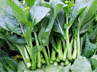 Роза красная