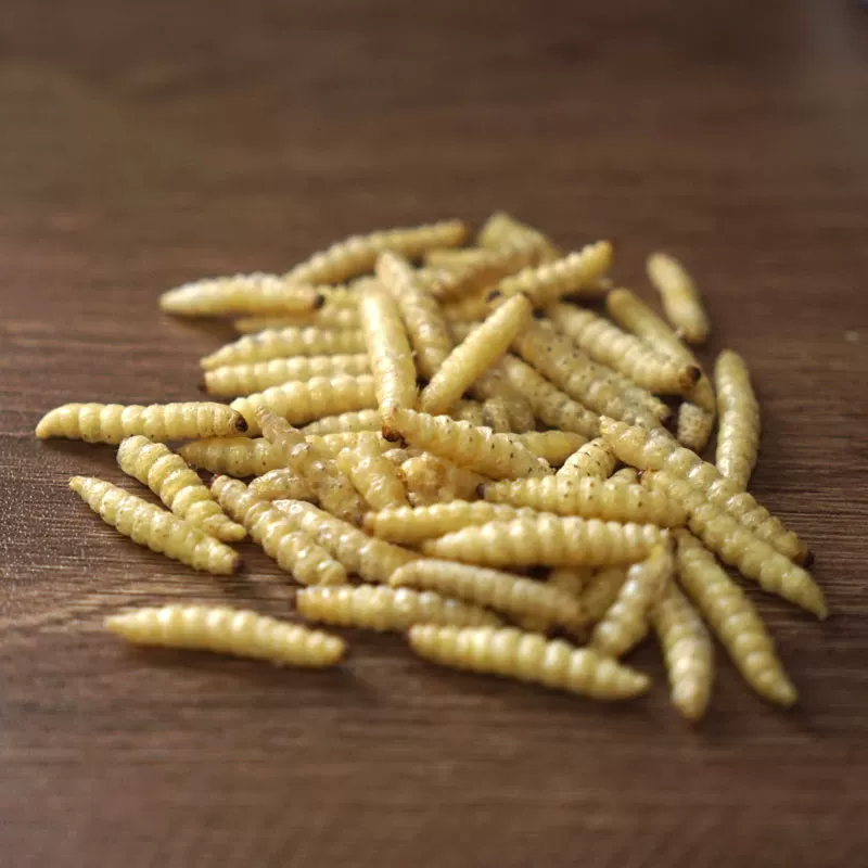 虹蜡 Corn honeygline dry bales large wax larvae high protein live body climbing pet poultry nutrition feed delicious