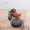 Sáng tạo màu tím cát lợn khỉ trà pet bình thủy canh cây chậu hoa kệ hoa trang trí nhà để bàn trang trí - Vase / Bồn hoa & Kệ chậu nhựa treo tường
