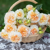 [Live Exclusive] Sirius Rose Live Flower Group ссылка на покупку (категория Rose)