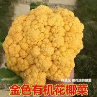 Вкусная золотая цветная цветная капуста римская цветная цветная цветная капуста все сезоны весной и осенью могут быть в горшке овощные семена