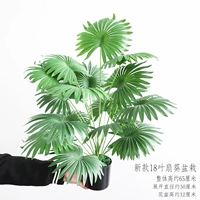 Новые 18 -лифкие фанаты подсолнутые