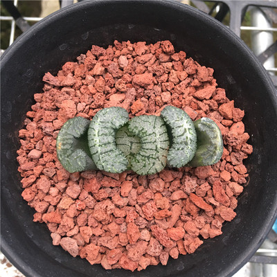 一物一拍台系铭品黑武泰玉扇多肉植物十二卷高端肉肉稀有盆栽绿植