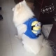 Синий, модернизированная версия