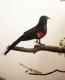 22 см, не показывая крыла Red Wing Crow