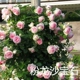 Розовый песчаный дракон Gem Rose