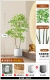 1,5 метра 2 головы South Sky Bamboo?