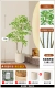 1,5 метра 2 головы South Sky Bamboo?
