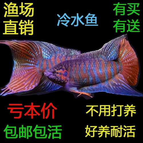 斗鱼 Холодная вода пресноводная вода в Кита