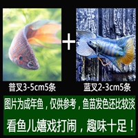 [Рекомендуется] 5 штук синей вилки+Юпу 2-4 см каждый