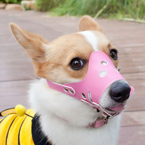 Обложка для рта собаки, собачья маска, анти -каркация называется средним большим лайки для собак, чтобы предотвратить случайное употребление золотистого ретривера для собак.
