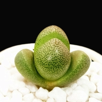 Светло-желтый