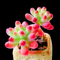 Молочно-коричневый