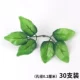 Светло -зеленые листья (30)