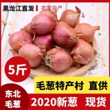 2020 Аутентичные северо -восточные огненные склеины Специальные продукты Свежие сухой лук