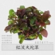 Red Bo danluo 1