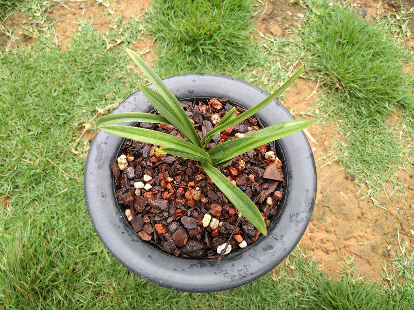 南国幽芳之云南野生春兰矮种鱼肚叶荷瓣草