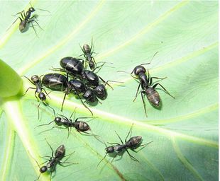 Японский замок, домашний питомец, подарок на день рождения