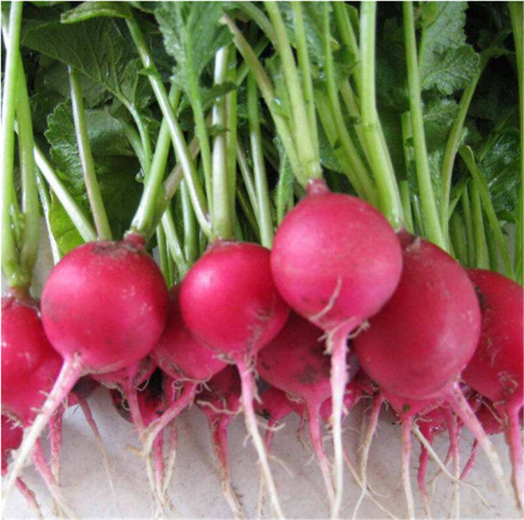 迷你小萝卜红萝卜头红丁 2斤包邮 新鲜现挖沙拉蔬菜水果樱桃萝卜商品
