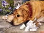 Tô Châu thêu DIY kit mới bắt đầu con chó và sơn vẽ mèo tim 60 * 45 DIY thêu tay sơn phòng khách - Bộ dụng cụ thêu tranh thêu hoa mẫu đơn