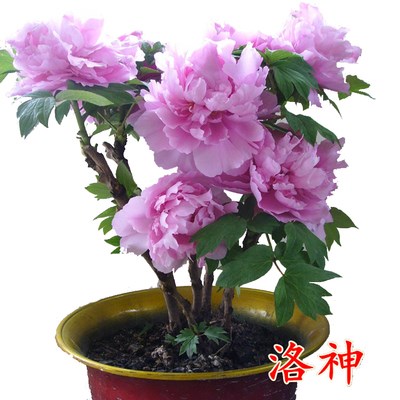 【飞燕凌空】菏泽多年生木本牡丹花苗 牡丹 庭院地栽