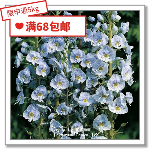 Семена семян цветов*Британская TM*Suihua Mother -In -law na na/Dragon Blast Mother Po na*Синяя страсть