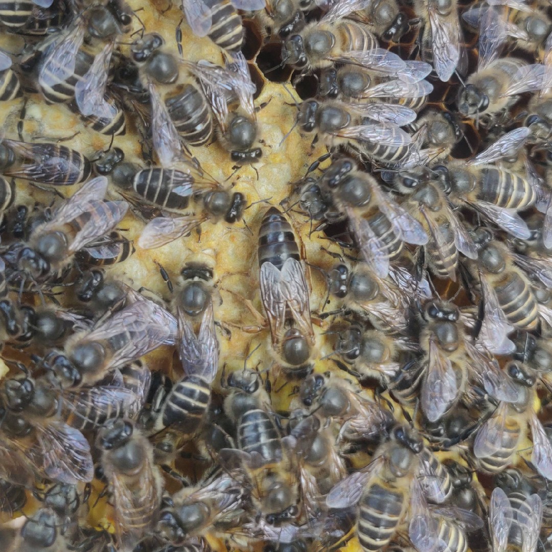 中国农业科学院蜜蜂研究所 - 推进科技助农 共促城步县蜂业高质量发展