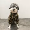 Товары от boy宠物潮牌