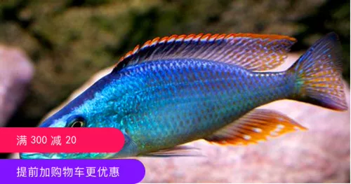 [观赏鱼活体热带鱼发空运运费补差价1元方便快捷泡沫箱放漏拍鱼鱼]