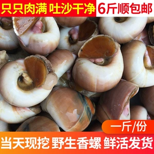 Xiangluo Fresh Fresh Secoho Jade Laoshuo Lao Wei Aquatic Products Белый сжигание - это морепродукты моллюско