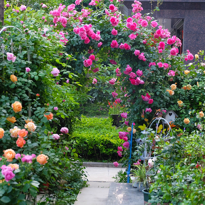 u)啬薇花苗四季爬墙蔷薇花爬藤植物室外墙微花阳台