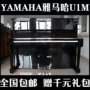 Đàn piano nhập khẩu nguyên bản Nhật Bản Yamaha Yamaha yamaha U1M u1m đàn piano gia đình cao cấp - dương cầm đàn piano rẻ nhất