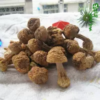 Jiusato Brazil Mushroom Fujian Dry Goods Product