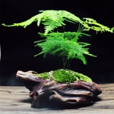 Moss Micro -landscape Desktop Mood Mood, Plant Bamboo Bonsai Bonsai Дома
