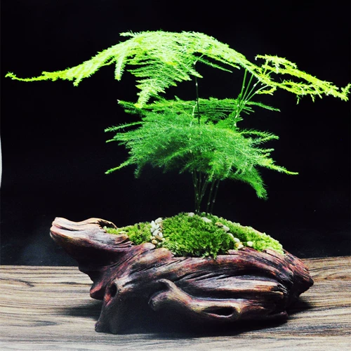 Moss Micro -landscape Desktop Mood Mood, Plant Bamboo Bonsai Bonsai Дома