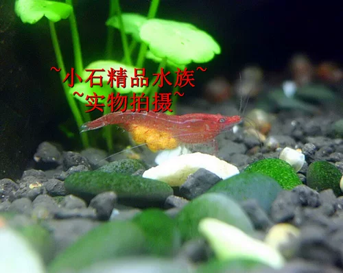 Сяоши Акьерус Сакура