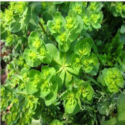 18年野生猫眼草 整株干猫眼草 猫耳草 泽漆 五朵云中药材茶包邮