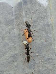 Джава с плоской головкой Мамонт толстая Узел Fierce Ant Pachycondyla Leeuwenhoeki муравей Королева