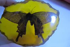 Ювелирные камни 趣味古玩古董收藏农村淘来地 老件 清代老蜜蜡带蝴蝶老琥珀虫琥珀