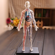 4D Thạc Sĩ toàn bộ cơ thể trong suốt xương mạch 1: 6 cơ quan con người nhóm lắp ráp mô hình tĩnh trợ giảng dạy y tế