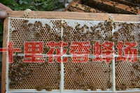 Свежий мед натуральные натуральные ферма оригинальные экологические продукты гнездо медовый саранча
