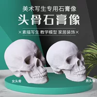 Череп из гипса, художественные учебные пособия, оборудование, скелет подходит для мужчин и женщин для домашнего использования, обучение
