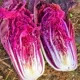 Zibao № 5 Purple Capbage Seeds 10 Кратков