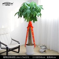 1,6-1,7 метра один выстрел [белая нить фарфоровая горшка]