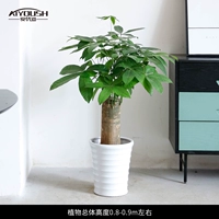 80-90 см одиночный выстрел [белая нить бассейн]